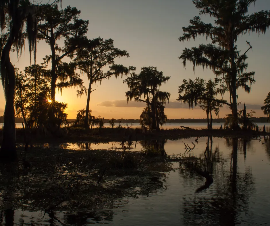 A picture of the trees on a lake with the sunset in the background.